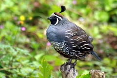 California Quail